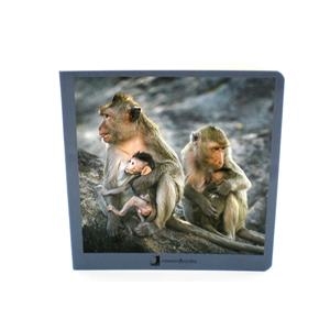 ANIMALS EN FAMILIA 2 | 9788494810367