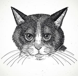 ADHESIU SOLIDARI ADAC | 29102021 | BLACK VELVET