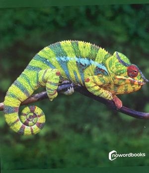 ANIMALES DE LA SELVA | 9788412683615 | AA.VV.