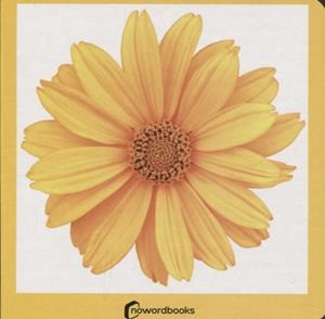 AMARILLO | 9788412534429 | NOWORDBOOKS