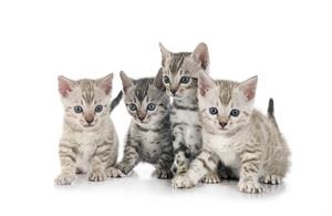 CALENDARI SOLIDARI ADAC 2025 | 071024