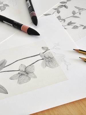 TALLER D'IL·LUSTRACIÓ BOTÀNICA, AMB L'ANNA BUSTINS | 07062025 | ANNA BUSTINS